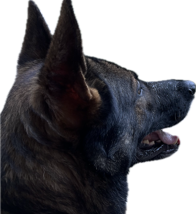 Schäferhund arbeitet konzentriert im Alltagstraining bei Spitzhirn Hundetraining in Nürnberg; ruhige, klare Anleitung durch die Trainerin