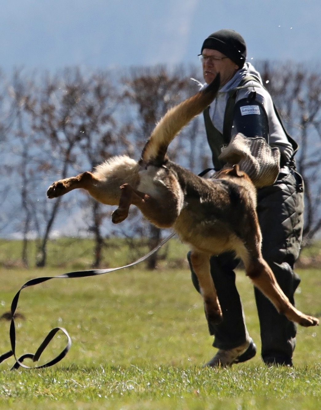 Kontrolliertes Schutzdiensttraining mit Schäferhund bei Spitzhirn Hundetraining in Nürnberg; fokussierte Arbeit mit absoluter Hingabe