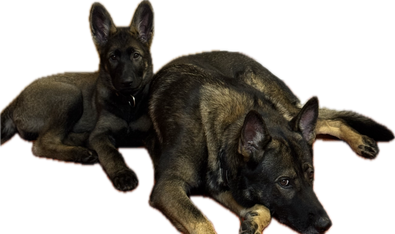 Professionelle Hundebetreuung bei Spitzhirn Hundetraining in Nürnberg; ruhige und sichere Begleitung des Hundes.