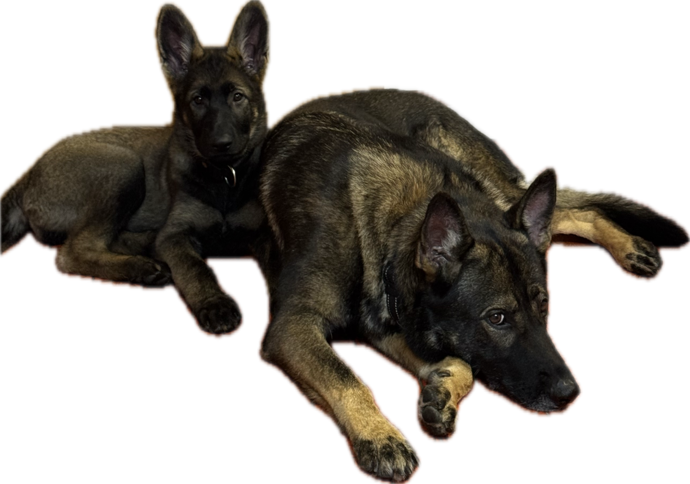 Exklusive, individuelle Hundebetreuung bei Spitzhirn Hundetraining in Nürnberg; ruhige und hochwertige Begleitung