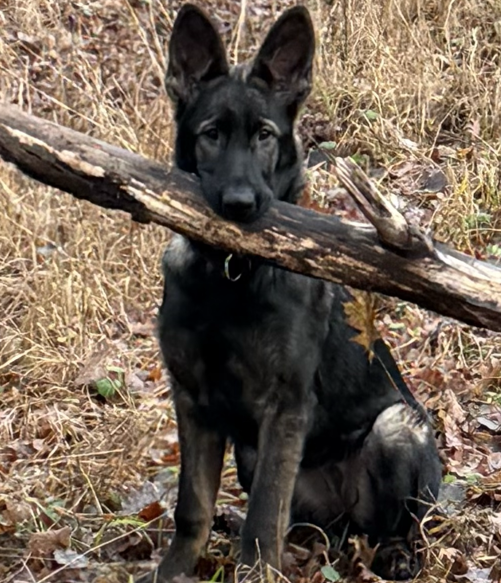 Alltagstraining mit Schäferhündin Ilva von Incabar bei Spitzhirn Hundetraining in Nürnberg; ruhige, strukturierte Begleitung