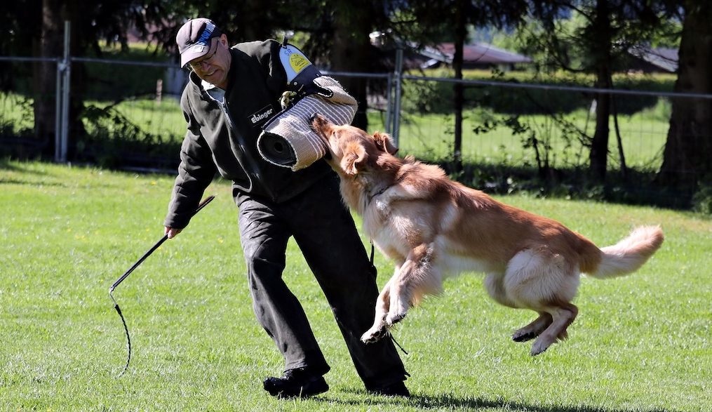 Kontrolliertes Schutzdiensttraining im Seminar bei Spitzhirn Hundetraining in Nürnberg; Hund arbeitet fokussiert unter ruhiger Anleitung