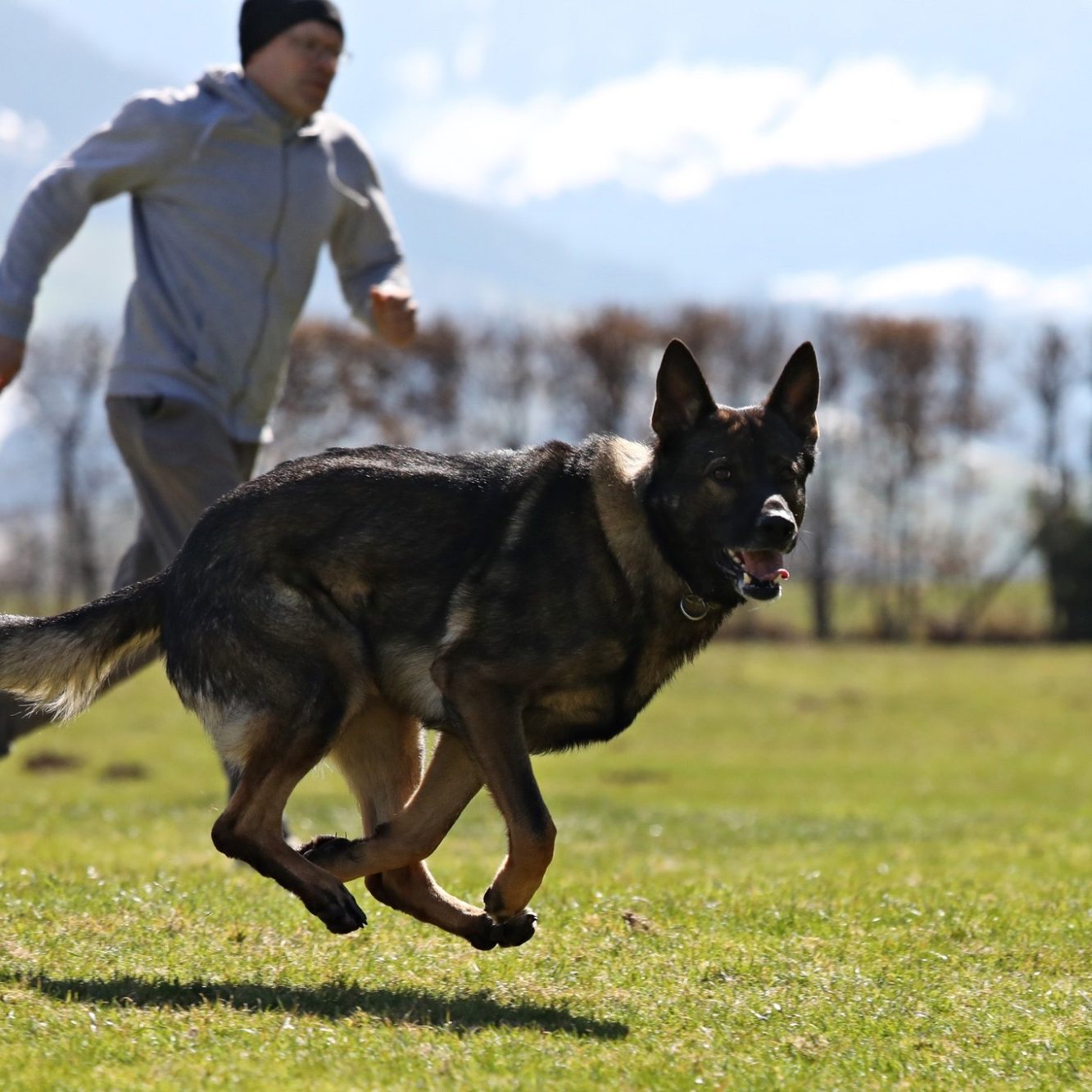IGP‑Training mit dem Deutschen Schäferhund Clemm vom Stadelner Kreuz bei Spitzhirn Hundetraining in Nürnberg; kontrollierte, fokussierte Zus