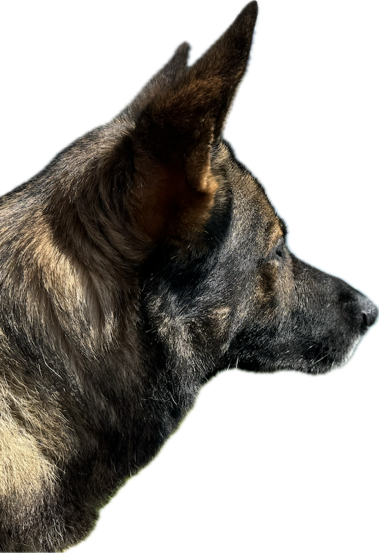 Deutscher Schäferhund Clemm im fokussierten Training bei Spitzhirn Hundetraining in Nürnberg; ruhige, strukturierte Anleitung