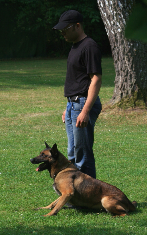 Malinois‑Hündin Caya vom Hammerbachtal im fokussierten Training bei Spitzhirn Hundetraining in Nürnberg